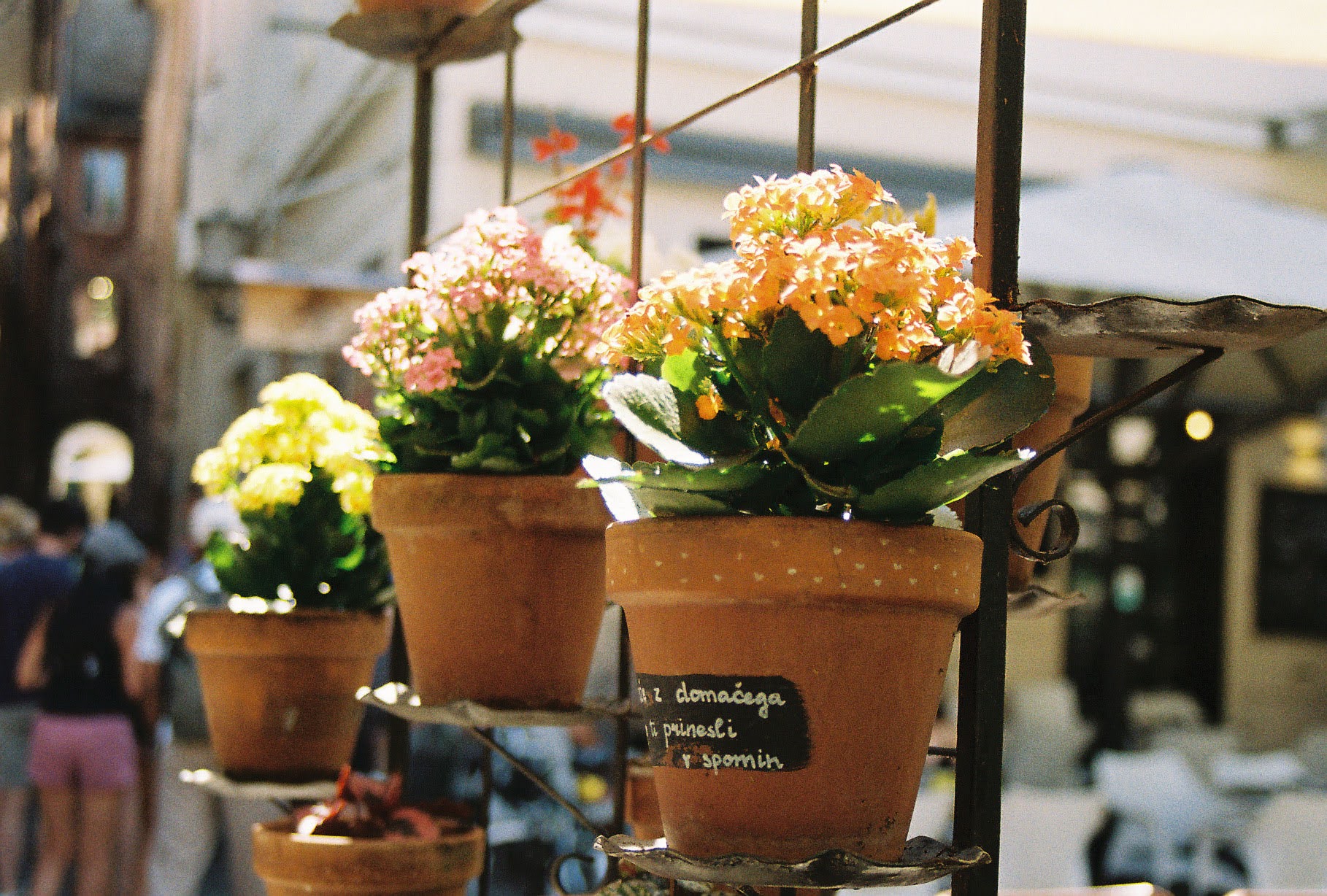 Decorative flower pots
