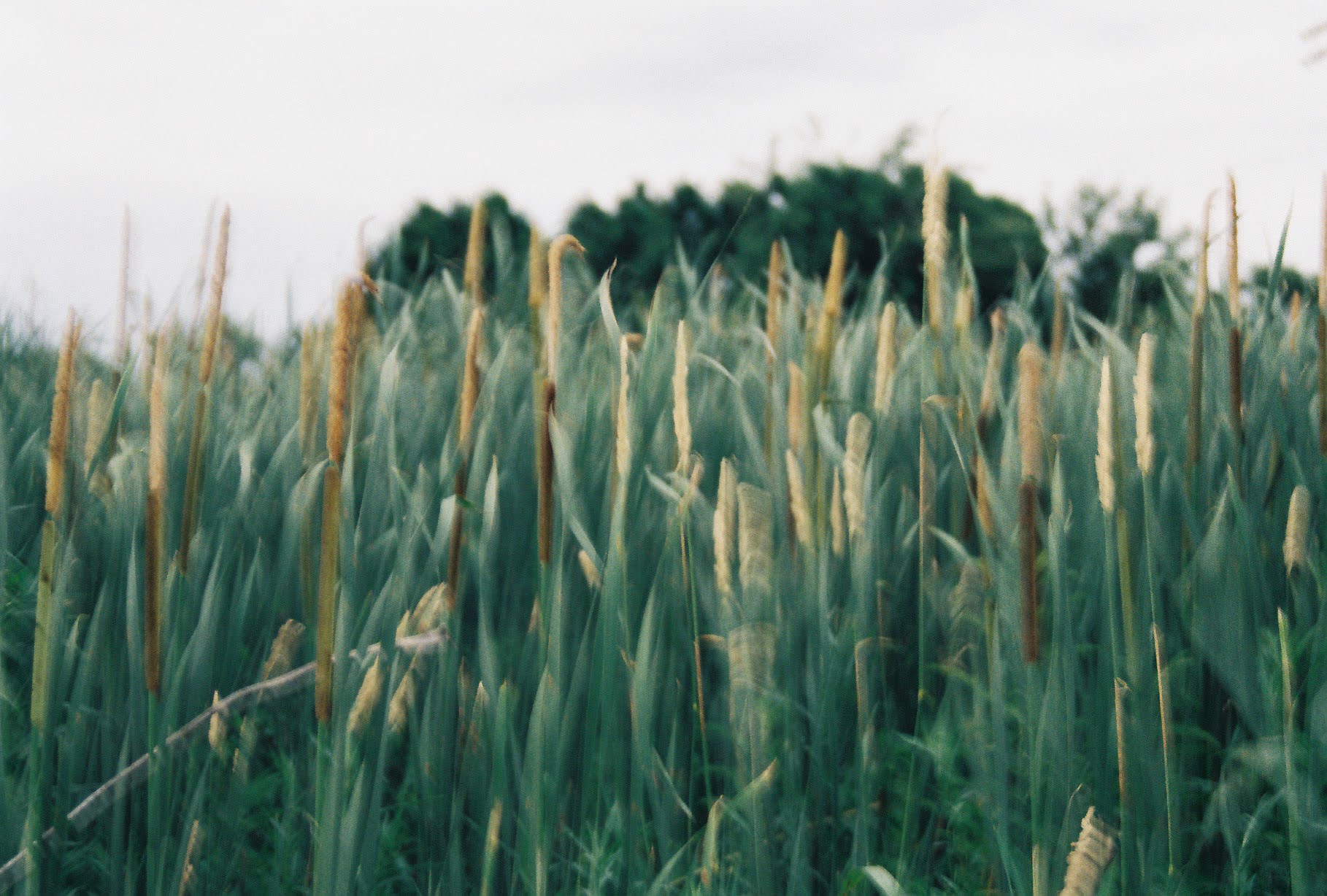 Field of grass