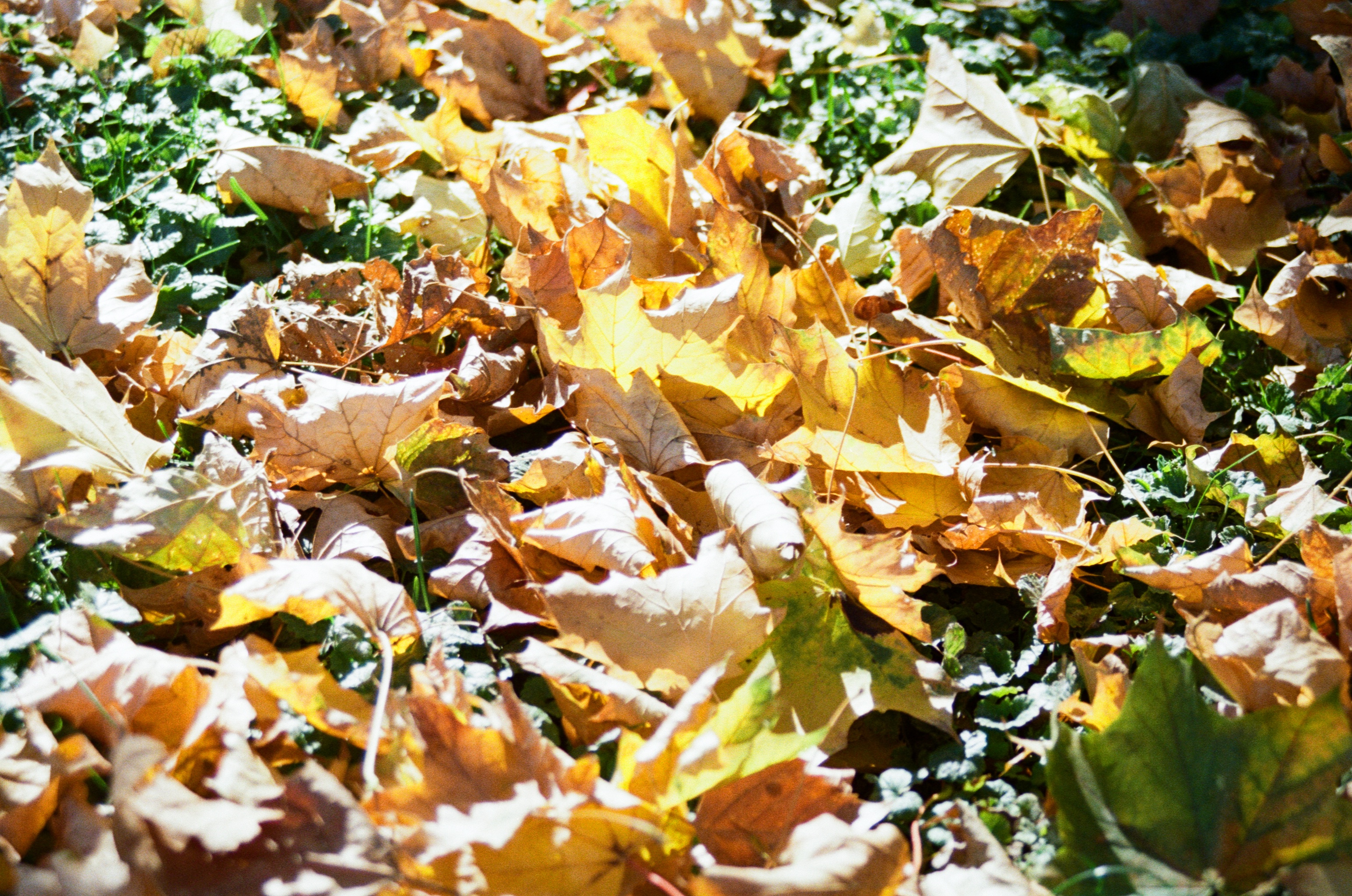 Leaves