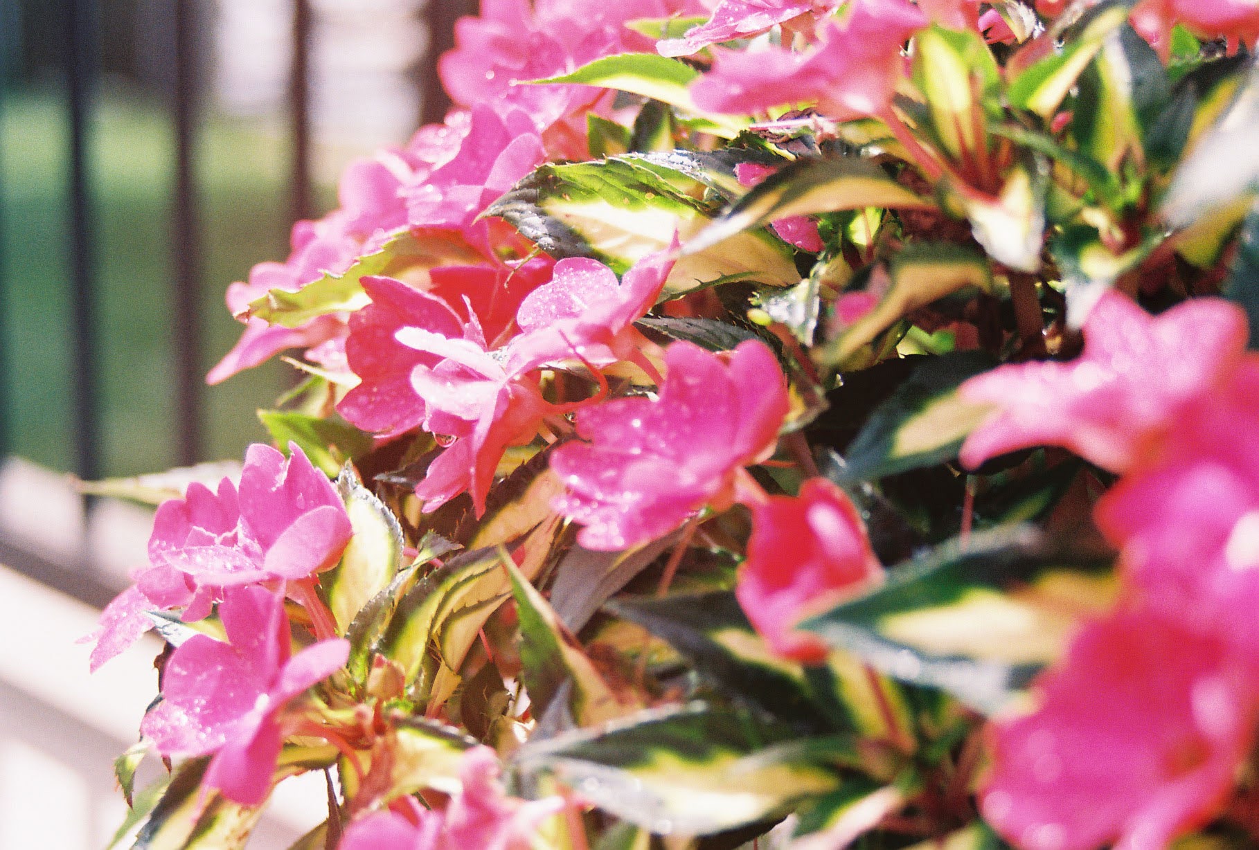 Close-up of pink flower