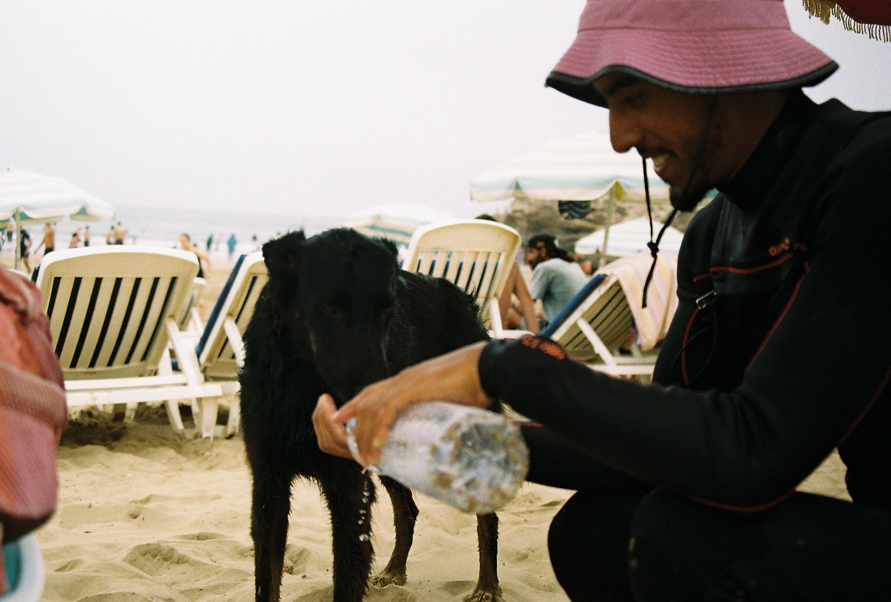 Dog drinking water