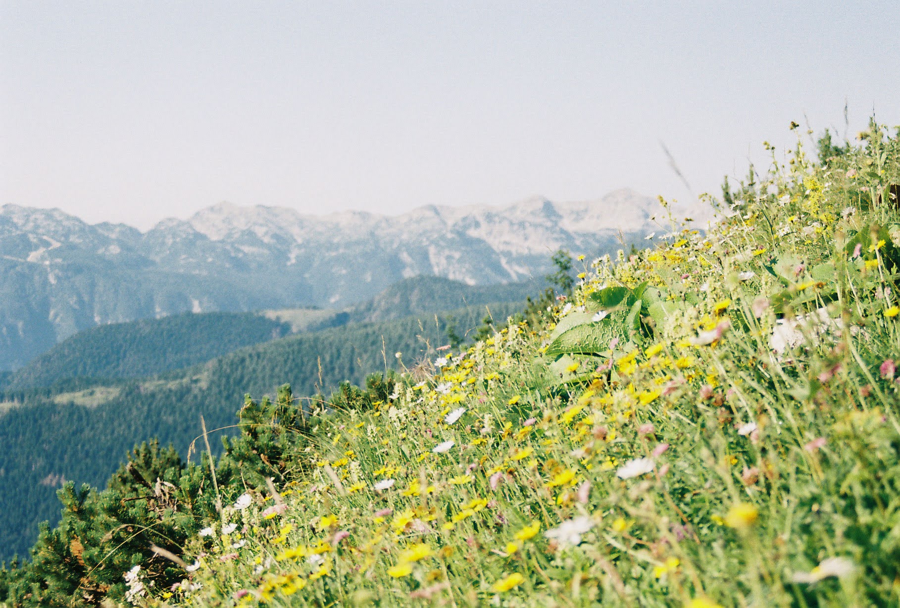 Field of wildflowers